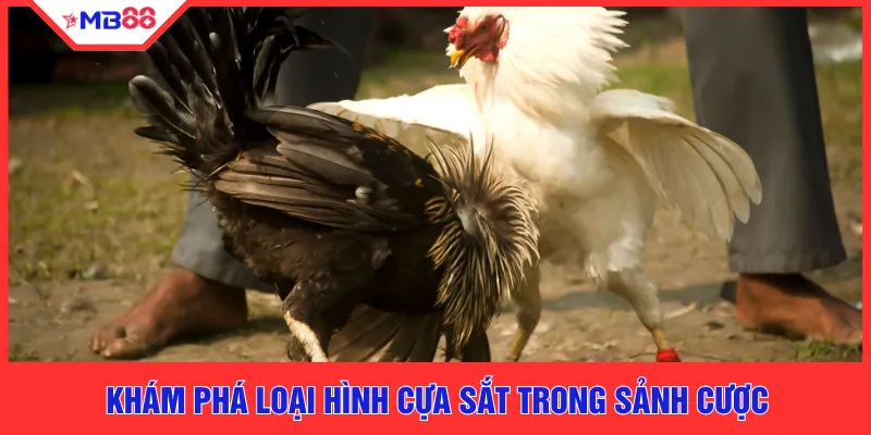 Khám phá loại hình cựa sắt trong sảnh cược