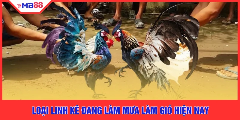 Loại linh kê đang làm mưa làm gió hiện nay