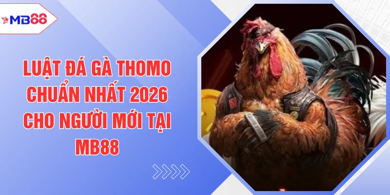 Luật Đá Gà Thomo Chuẩn Nhất 2026 Cho Người Mới Tại MB88